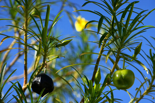 Tropischer Oleander