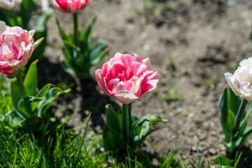 Frühling im Grugapark