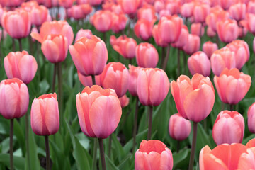 Flower bed with pink tulips. Gesner's purple tulips. First spring flowers.