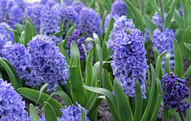 Purple hyacinth (Hyacinthus orientalis) blooms in the spring garden.