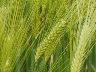 &Eacute;pis de bl&eacute; verts dans un champ c&eacute;r&eacute;alier en croissance, mis en mouvement par le vent