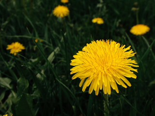 Yellow dandelion flower in green grass. Close-up. Spring Green. Spring mood.
