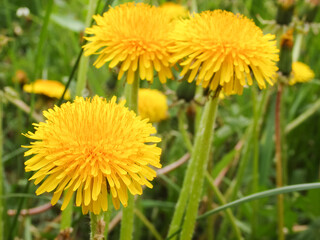Dandelion in the grass. Yellow dandelion flower. Green grass. Close-up. Spring Green. Floral natural background