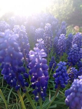 Muscari. Dark Blue Flowers. Spring