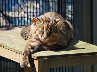 絶滅危惧種のツシマヤマネコ