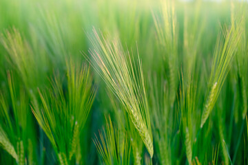 Fototapeta na wymiar close-up of ears of rye in the sunset rays sway in wind, beautiful summer landscape, blurred background, concept of rich harvest of bread, grain import, export abroad, growing crops
