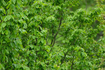 Obraz premium green spring forest, young leaves sway in wind, marsh hardwood, hornbeam, concept flora of Germany, natural zones temperate zone of europe, nature protection, living energy, wind, weather forecast