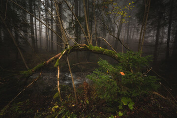 Foggy autumn day in the forest