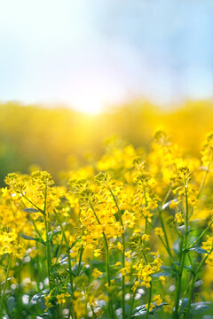 blossoming yellow flowers Barbarea vulgaris (canola) on sunny meadow, abstract blurred natural background. Rapeseed Field. Spring summer season. beautiful harmony rustic floral landscape