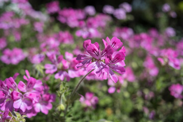 different citronella flowers in spring