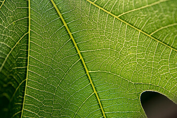 reticulate vein on a fig leaf