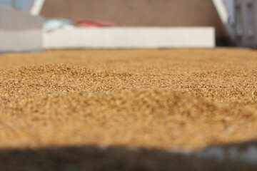 The grains are being dried in the sun. Close picture of grain. Bajriga bird food