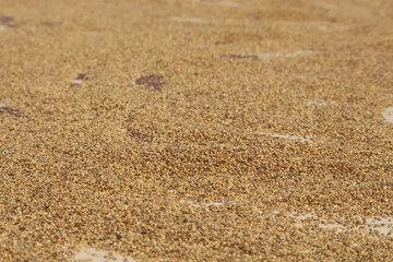Fototapeta na wymiar The grains are being dried in the sun. Close picture of grain. Bajriga bird food