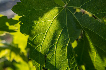 reticulate vein on a fig leaf
