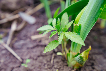hemp sprout. illegal cultivation of cannabis. narcotic plant.