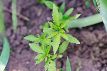 hemp sprout. illegal cultivation of cannabis. narcotic plant.