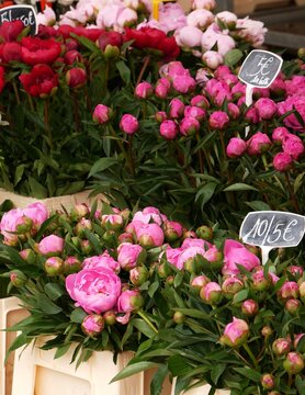 Étal de fleurs coupées roses et rouges pour composer des bouquets, sur un marché local dans le nord de l'Europe