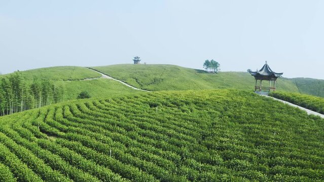 aerial view of green tea plantation in xuancheng,anhui
