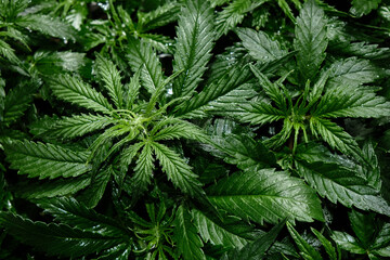 Cannabis CBD plant close up. Layout of fresh marijuana leaves, blooming bush background, top view, flat lay. Hemp recreation, legalization concept.