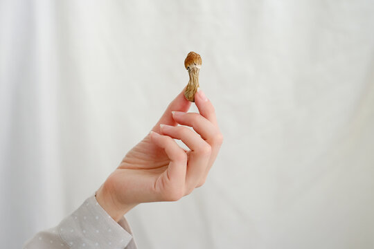 Psilocybin mushroom in woman's hand on grey background. Psychedelic magic mushrooms trip. Medical usage. Microdosing concept. Psilocybe cubensis