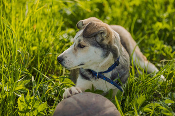 husky dog with ball in green grass