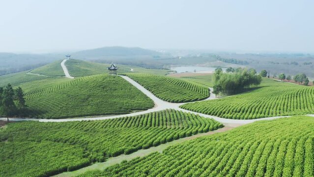 aerial view of green tea plantation in xuancheng,anhui
