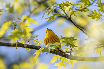 yellow bird in autumn