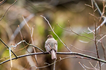sparrow on a branch