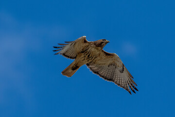 hawk in flight
