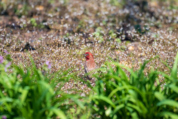 bird on ground