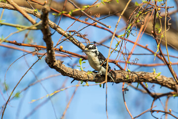 bird on branch