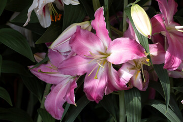 Lily Stargazer, large flowers, pistils, stamens