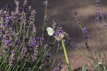 lavender flowers, white butterfly on a flower