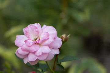 delicate pink rose on a green background