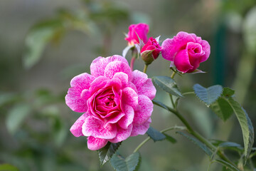bright pink roses on a green background