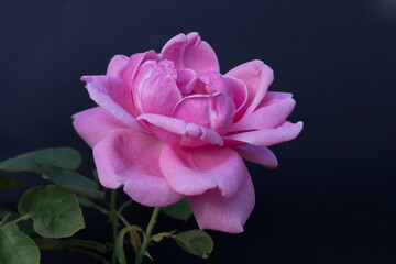 large flower, pink rose, close-up