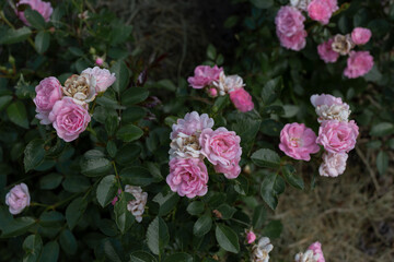 floribunda rose in the flower bed