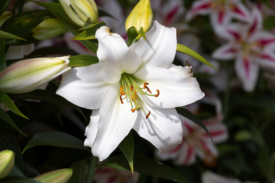 white lily large flower, pistils, stamens