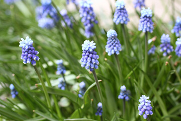 Blue Muscari primroses in a flowerbed in the park. Closeup