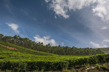 Fototapeta na wymiar View of the tea estates located at Munnar