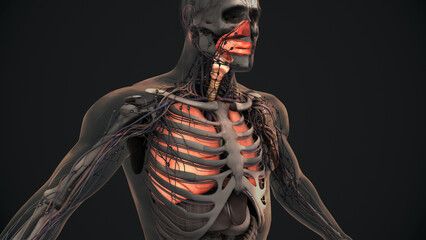 Human respiratory system lungs anatomy	