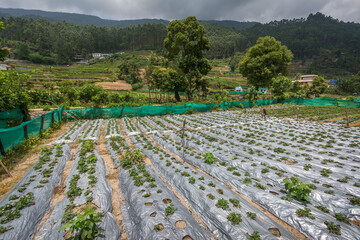 Fototapeta na wymiar Strawberry cultivation in Vattavada village