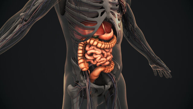 Human digestive system anatomy