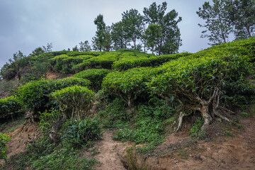 Fototapeta na wymiar View of the tea estates located at Munnar