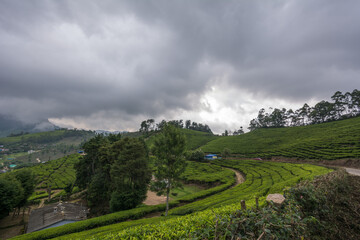 View of the tea estates located at Munnar