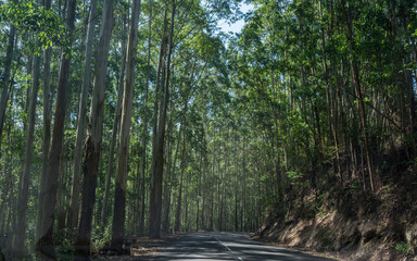 Forest views on the way from Munnar to Vattavada