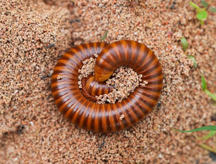 Close up and Selective focus of millipede curled up on the ground