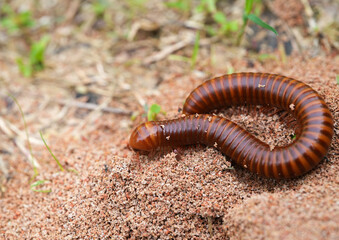 Close up and Selective focus of millipede in nature