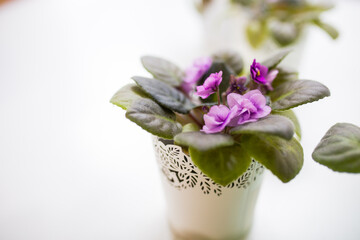 Home flowers in light colors on the windowsill.