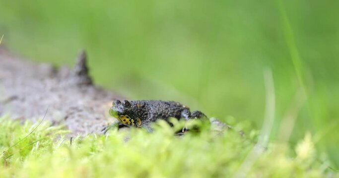 4k video. The yellow-bellied toad (Bombina variegata) on the green moss. Brown frog with yellow belly with green and brown back. 